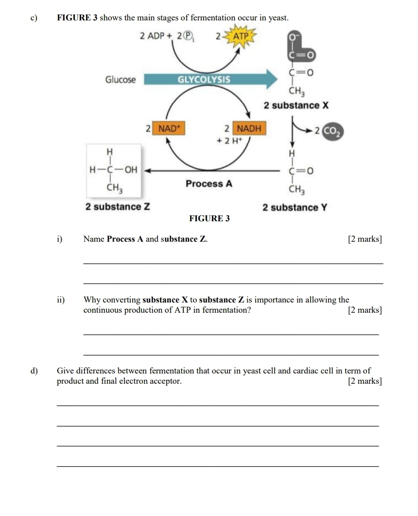 FIGURE 3 shows the main stages of fermentation occur in yeast.
i) Name Process A and substance Z. [2 marks]
_
_
ii) Why converting substance X to substance Z is importance in allowing the
continuous production of ATP in fermentation? [2 marks]
_
_
d) Give differences between fermentation that occur in yeast cell and cardiac cell in term of
product and final electron acceptor. [2 marks]
_
_
_
_