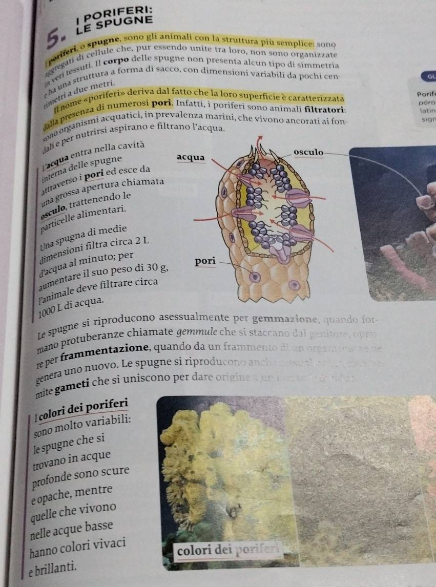 PORIFERI:
5. Le spuGNE
periferi, o spugne, sono gli animali con la struttura più semplice; sono
aggregati di cellule che, pur essendo unite tra loro, non sono organizzate
ver tessuti. Il corpo delle spugne non presenta alcun tipo di simmetria
e ha una struttura a forma di sacco, con dimensioni variabili da pochi cen G
imetri a due metrí.
Il nome «poriferi» deriva dal fatto che la loro superficie e caratterizzata
Porif
póro
dalla presenza di numerosi pori. Infatti, i poriferi sono animali filtratoria
wno organismi acquatici, in prevalenza marini, che vivono ancorati ai fon latin sign
dali e per nutrirsi aspirano e filtrano l'acqua.
Lacqua entra nella cavità
interna delle spugne
attraverso i pori ed esce da
una grossa apertura chiamata
ósculo, trattenendo le
particelle alimentari.
Una spugna di medie
dimensioni filtra circa 2 L
d'acqua al minuto; per
aumentare il suo peso di 30 
lanimale deve filtrare circa
1000 L di acqua.
Le spugne si riproducono asessualmente per gemmazione, quando for
mano protuberanze chiamate gemmule che sí staccano dal genitore  u
re per frammentazione, quando da un frammento di un organircie  de n
genera uno nuovo. Le spugne si riproduçono ancha p essu a l  o ci e o  m 
mite gameti che si uniscono per dare origine a un nnd ee h e s  r d a n .
| colori dei poriferi
sono molto variabili:
le spugne che si
trovano in acque
profonde sono scure
e opache, mentre
quelle che vivono
nelle acque basse
hanno colori vivaci
colori dei poriferi
e brillanti.