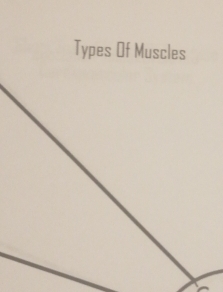 Types Of Muscles