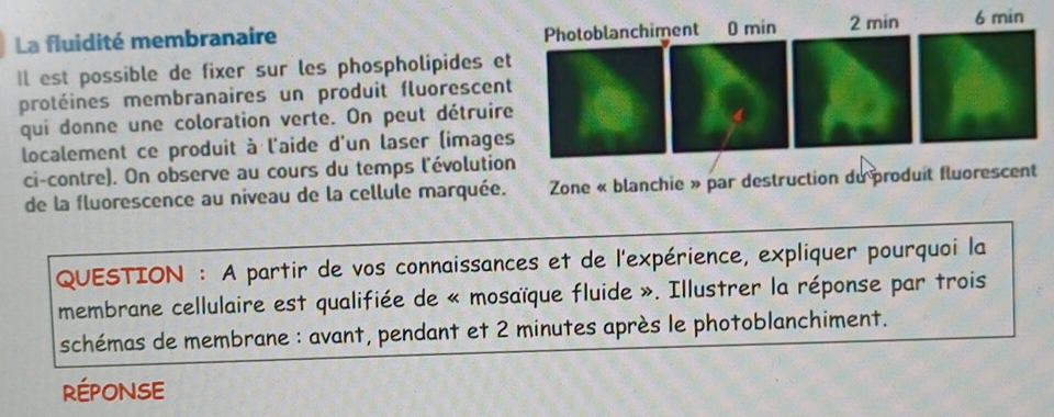 La fluidité membranaire 
Il est possible de fixer sur les phospholipides e 
protéines membranaires un produit fluorescen 
qui donne une coloration verte. On peut détruir 
localement ce produit à l'aide d'un laser (image 
ci-contre). On observe au cours du temps l'évolutio 
de la fluorescence au niveau de la cellule marquée. Zone « blanchie » par destruction du produit fluorescent 
QUESTION : A partir de vos connaissances et de l'expérience, expliquer pourquoi la 
membrane cellulaire est qualifiée de « mosaïque fluide ». Illustrer la réponse par trois 
schémas de membrane : avant, pendant et 2 minutes après le photoblanchiment. 
RÉPONSE