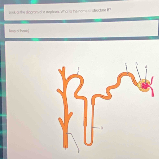 Look at the diagram of a nephron. What is the name of structure B? 
loop of henle