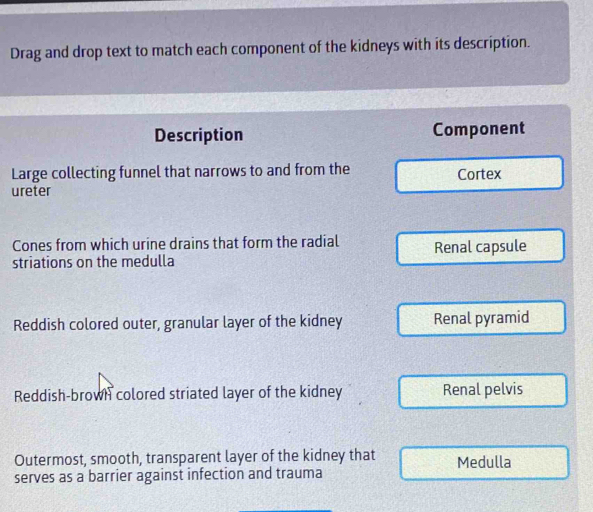 Solved: Drag and drop text to match each component of the kidneys with ...