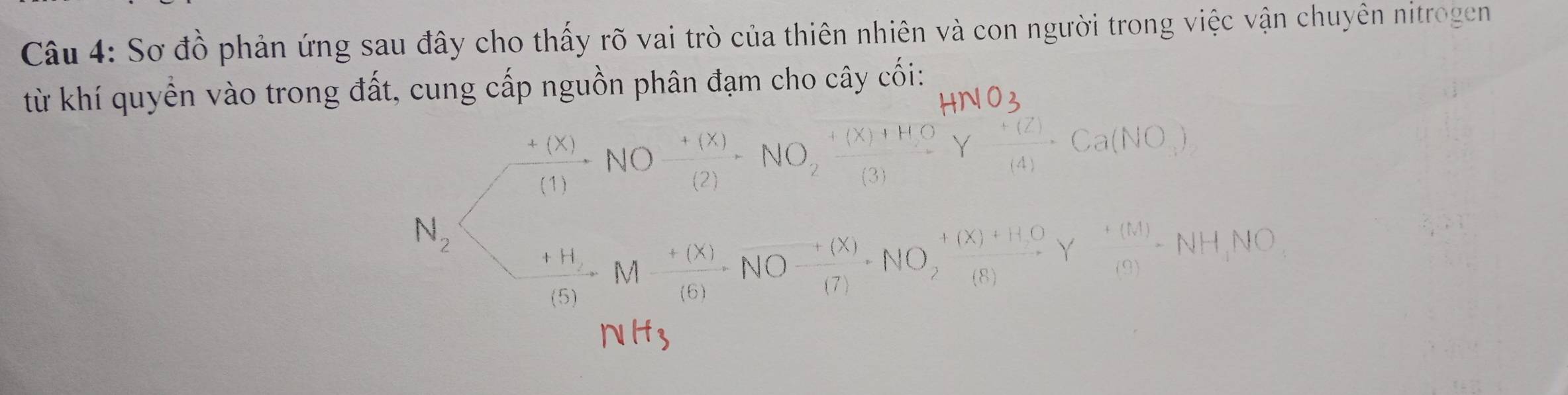 Sơ đồ phản ứng sau đây cho thấy rõ vai trò của thiên nhiên và con người trong việc vận chuyên nitrogen 
từ khí quyền vào trong đất, cung cấp nguồn phân đạm cho cây cối:
/ (+(x))/(1) NO (+(x))/(2) NO_2frac +(X)+HO Y (+(Z))/(4) · Ca(NO_3)
N_2 Nfrac +H_2(5)M (+(x))/(6) NO (+(x))/(7) ,NO_2frac +(x)+(8xrightarrow +H_OYO
□  
N H_3