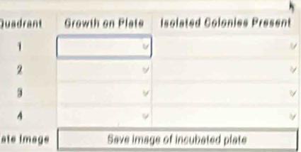 ate image Save image of incubated plate