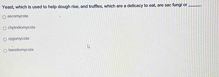 Yeast, which is used to help dough rise, and truffles, which are a delicacy to eat, are sac fungi or_
ascomycota
chytridiomycota
zygomycota
basidiomycota