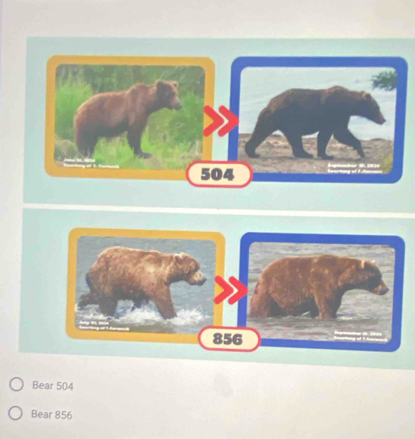 Bear 504
Bear 856