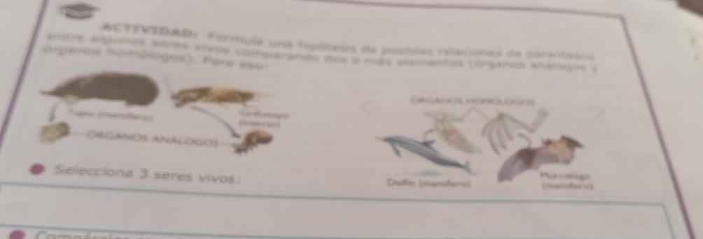 ACTIVIDAD: Formula una hipótesis de posbles relaciones de parenteico 
prtre sípelos aeres vivos comparando dos a más elementes (órganos análogos y 
Organos omdioges). Para eso 
OAGANOS HOO OGOS 
* age (mamtus) 
Ca dacope 

ORIGANOS ANALOGOS 
Murcishigo 
Selecciona 3 seres vivos: Delfin (mamiferu) (mamter os