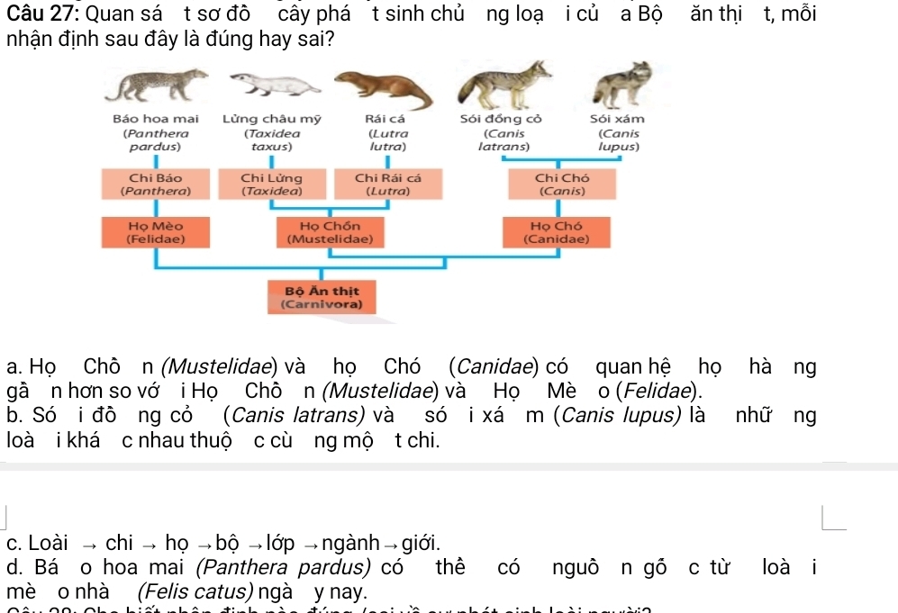 Quan sá t sơ đô cây phá t sinh chủơng loạ i củ a Bộ ăn thi t, mỗi
nhận định sau đây là đúng hay sai?
a. Họ Chô n (Mustelidae) và họ Chó (Canidae) có quan hệ họ hà ng
gà n hơn so vớ i Họ Chô n (Mustelidae) và Họ Mè o (Felidae).
b. Só i đô ng cỏ (Canis latrans) và só i xá m (Canis lupus) là nhữ ng
loà i khá c nhau thuộ c cù ng mộ t chi.
c. Loài → chito ho →b O → lớp → ngành →giới.
d. Bá o hoa mai (Panthera pardus) có thể có nguô n gồ c từ loà i
mè o nhà (Felis catus) ngà y nay.