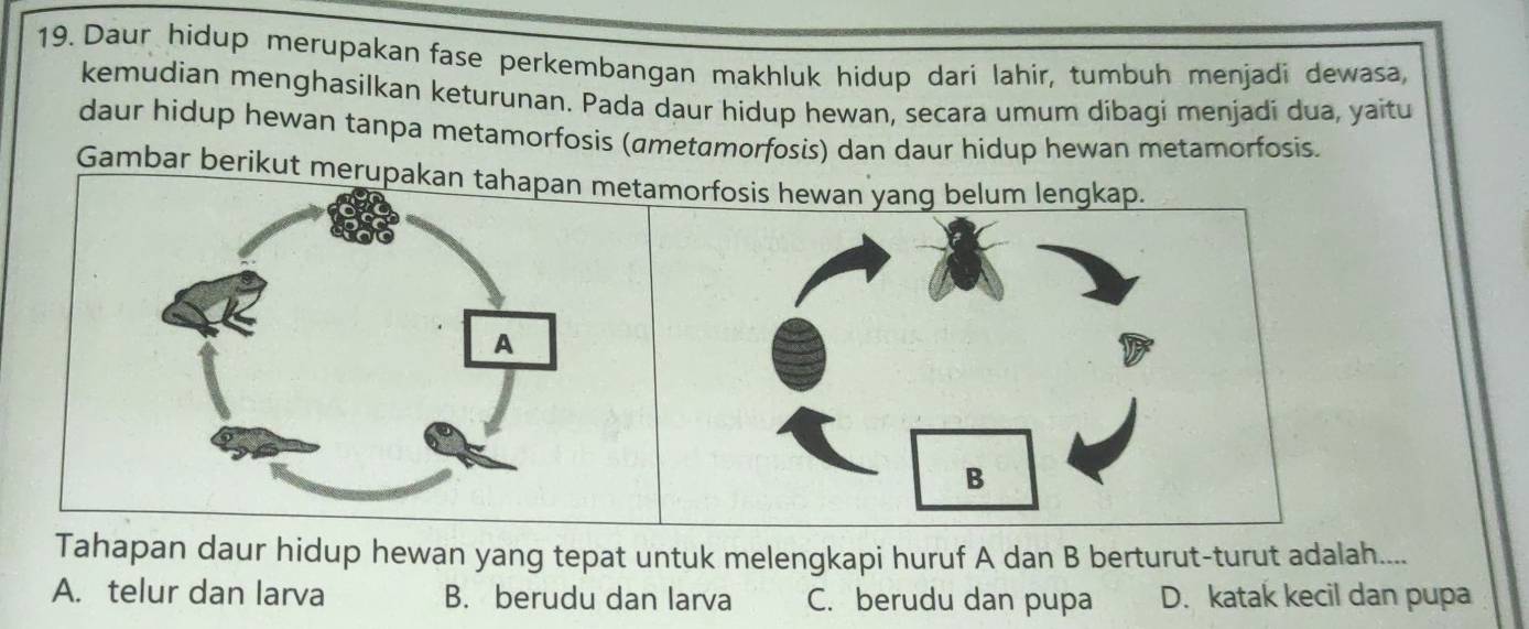 Daur hidup merupakan fase perkembangan makhluk hidup dari lahir, tumbuh menjadi dewasa,
kemudian menghasilkan keturunan. Pada daur hidup hewan, secara umum dibagi menjadi dua, yaitu
daur hidup hewan tanpa metamorfosis (ametamorfosis) dan daur hidup hewan metamorfosis.
Gambar berikut meruorfosis hewan yang belum lengkap.
Tahapan daur hidup hewan yang tepat untuk melengkapi huruf A dan B berturut-turut adalah....
A. telur dan larva B. berudu dan larva C. berudu dan pupa D. katak kecil dan pupa