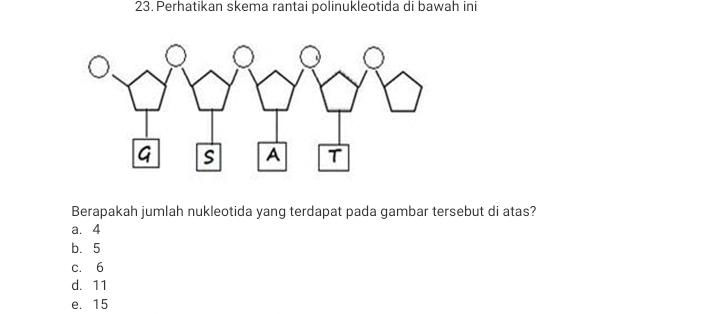 Perhatikan skema rantai polinukleotida di bawah ini
Berapakah jumlah nukleotida yang terdapat pada gambar tersebut di atas?
a. 4
b. 5
c. 6
d. 11
e. 15