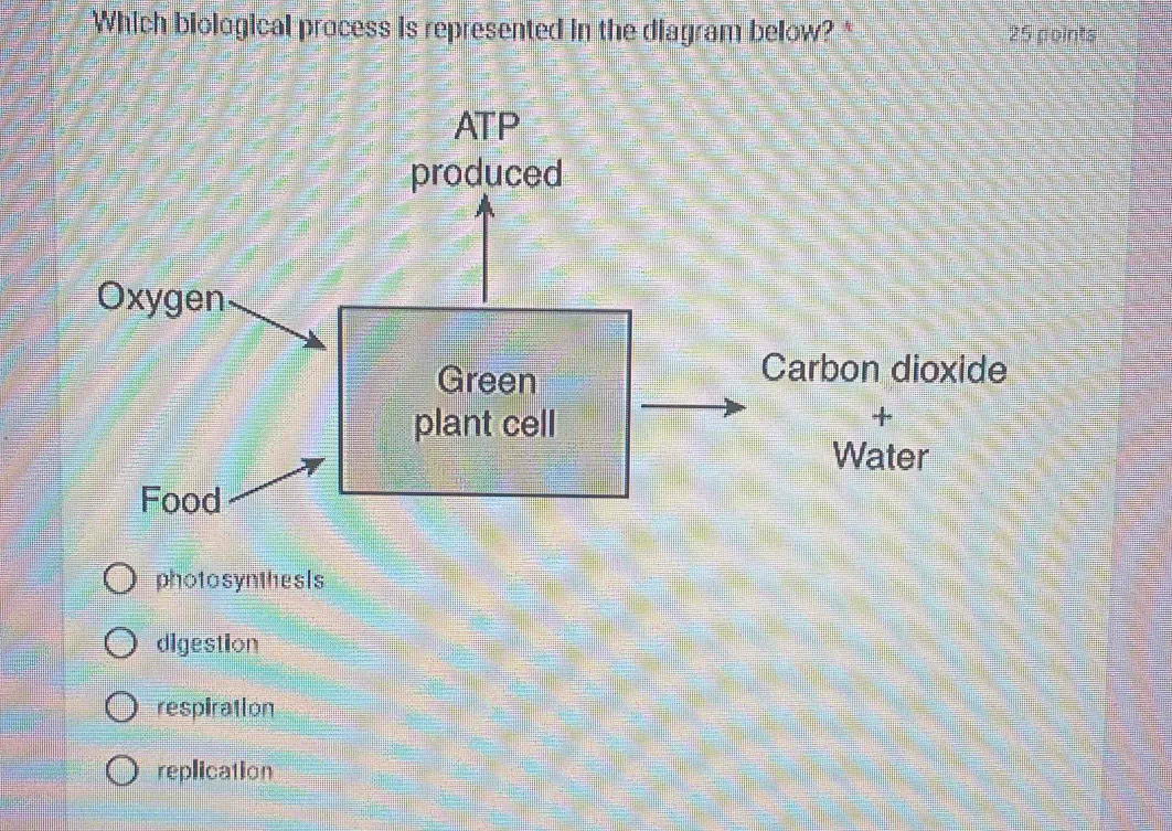 Which biological process is represented in the diagram below? * 25 points
ATP
produced
Oxygen
Green
Carbon dioxide
plant cell
+
Water
photosynthesls
digestion
respiration
replication