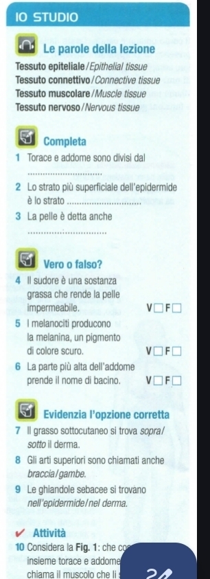 1O STUDIO
Le parole della lezione
Tessuto epiteliale/Epithelial tissue
Tessuto connettivo/Connective tissue
Tessuto muscolare/Muscle tissue
Tessuto nervoso/ Nervous tissue
5 Completa
1 Torace e addome sono divisi dal
_
2 Lo strato più superficiale dell'epidermide
è lo strato_
3 La pelle è detta anche
_
5 Vero o falso?
4 Il sudore è una sostanza
grassa che rende la pelle
impermeabile.
5 I melanociti producono
la melanina, un pigmento
di colore scuro. V□ F
6 La parte più alta dell'addome
prende il nome di bacino. =
I Evidenzia l’opzione corretta
7 ll grasso sottocutaneo si trova sopra/
sotto il derma.
8 Gli arti superiori sono chiamati anche
braccia / gambe.
9 Le ghiandole sebacee si trováno
nell'epidermide/nel derma.
Attività
10 Considera la Fig. 1 : che co
insieme torace e addome
chiama il muscolo che li .