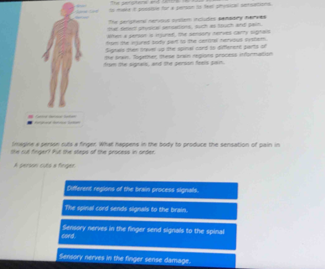 do make ii pessbe for a penson do feel) ptysicall semsattions .
es
The pertgtherall merous system includies sesaory merves
stat deted pysicall setsations , such as souch and pain.
When a parson is injured), the semsory nerves carry slignalls
from the infured bodly part to the certrall menvous syster .
Signalis then travel up the spinall cond ts difflerent parts of 
the drain. Together these brain reglions process infonmation
frm the sigrals, and the gerson feells gain.
Cenne tercsns Sation
Rergnenl Aemnos Sprkam
lmagine a person cuts a finger. What happens in the body to produce the sensation of pain in
te cut finger? Put the steps of the process in order
A person cuto a finger
Different regions of the brain process signals.
The spinal cord sends signals to the brain.
Sensory nerves in the finger send signals to the spinal
cord.
Sensory nerves in the finger sense damage.