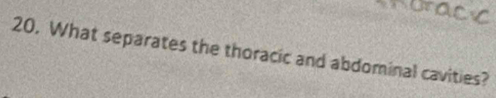 What separates the thoracic and abdominal cavities?