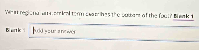 What regional anatomical term describes the bottom of the foot? Blank 1 
Blank 1 Add your answer