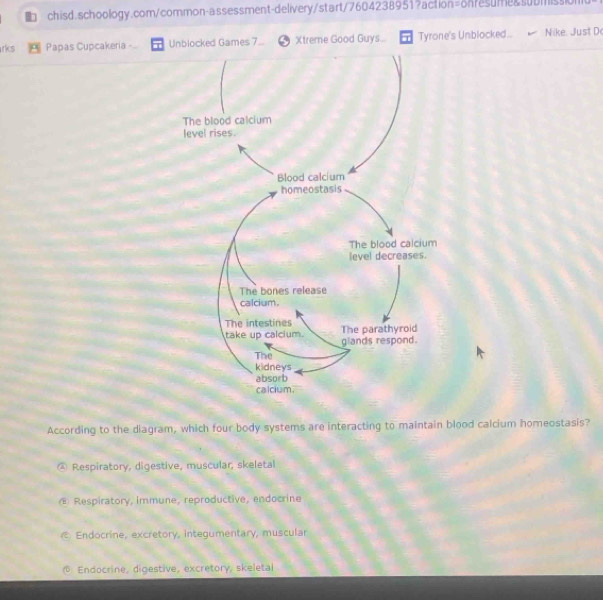 rks Papas Cupcakeria - Unblocked Games 7 Xtreme Good Guys Tyrone's Unblocked.. Nike. Just D
According to the diagram, which four body systems are interacting to maintain blood calcium homeostasis?
④ Respiratory, digestive, muscular, skeletal
® Respiratory, immune, reproductive, endocrine
Endocrine, excretory, integumentary, muscular
Endocrine, digestive, excretory, skeletal