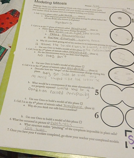 Modeling Mitosis Nams= P 
Purpore! Tuday you will be modeling mitor's wich Creo cookies de ochts cands 
_ 
ion. Do not eas any of the marerisl wll your models are cosegled and chedend 
your reacher. Chick te bases oure you complste bulld ng your modle 
2. Cell I is le a phass called What important protx mut tske place duộng this phiat betire the 
cell can divide (also known as S-phase)? 
_ 
2. CcN 2 is in the 1ª phase of mitoais called a. Name threc things that occur desing this phase (draw it) 
i. 
_ 
m 
_ 
i. N y 
h. Why do you think getting rid of the nucleus is an imporssns process in mimels? 
c. Use one Oreo to build a model of this phase
2^(+5) phase of mirosis called 
3. Cell 3 is in the . Do the chromoxoenes move on thete owa? Exphen (draw is) 
h. Ure one Oreo to build a model of this plase □
3° phase of mitosis called 
4. Cell 4 is in the a. Describe how the ''shape'' of the chromosomes change during thi (drzw h) 
phase. 
b. What would be a consequence if the sister chromatids do 
nor properly separate? 
5 
c. Use one Oreo to build a model of this phase □ 
5. Cell 5 is in the 4^(th) phase of mitosis called_ (draw it) 
a. Why do you think our cells have a nucleus? 
6 
b. Use one Oreo to build a model of this phase □ 
6. What has occurred in picture 6? a. What structure makes “pinching” of the cytoplasm impossible in plant cells? 
7. Once you have your 4 cookies completed, go show your teacher your completed models. s