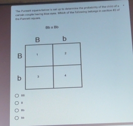 The Ponnest square below is set up to decermine the proballity of the chrild of s
the Purett squore cartela couple having blue eyes. Which of the folowing befongs in section # 2 of
8b x 8b
B b
B 1 2
b 4
bb