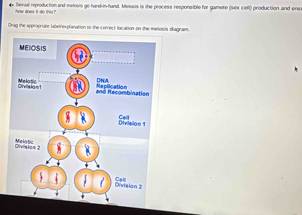 Sexual reproduction and meiosis go hand-in-hand. Meiosis is the process responsible for gamete (sex cell) production and ens 
how does it do this? 
Drag the appropriate label/explanation to the correct location on the meiosis diagram.