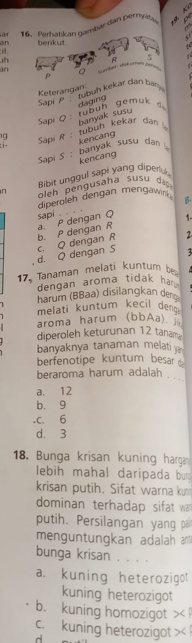 ar 16. Perhatikan gambar dan pernyat 9 pe
m
51
an berikut.
te
il. S 
h
R
an
Sumber: dokumen pener
P
Keterangan:
Sapi P : tubuh kekar dan bany
daging
Sapi Q : tub uh gemuk d
banyak susu
g Sapi R : tubüh kekar dan 
kencang

a. P dengan Q B-
sapi . .
1.
b. P dengan R
c. Q dengan R
2
d. Q dengan S
3
17. Tanaman melati kuntum bes
dengan aroma tidak harun
harum (BBaa) disilangkan deng
melati kuntum kecil denga 
aroma harum (bbAa). Ji
diperoleh keturunan 12 tanama
banyaknya tanaman melati ya
berfenotipe kuntum besar d
beraroma harum adalah . . .
a. 12
b. 9
-C. 6
d. 3
18. Bunga krisan kuning hargan
lebih mahal daripada bung
krisan putih. Sifat warna kun
dominan terhadap sifat wa
putih. Persilangan yang pa
menguntungkan adalah ant?
bunga krisan . . . .
a. kuning heterozigot
kuning heterozigot
b. kuning homozigot
c. kuning heterozigot
d