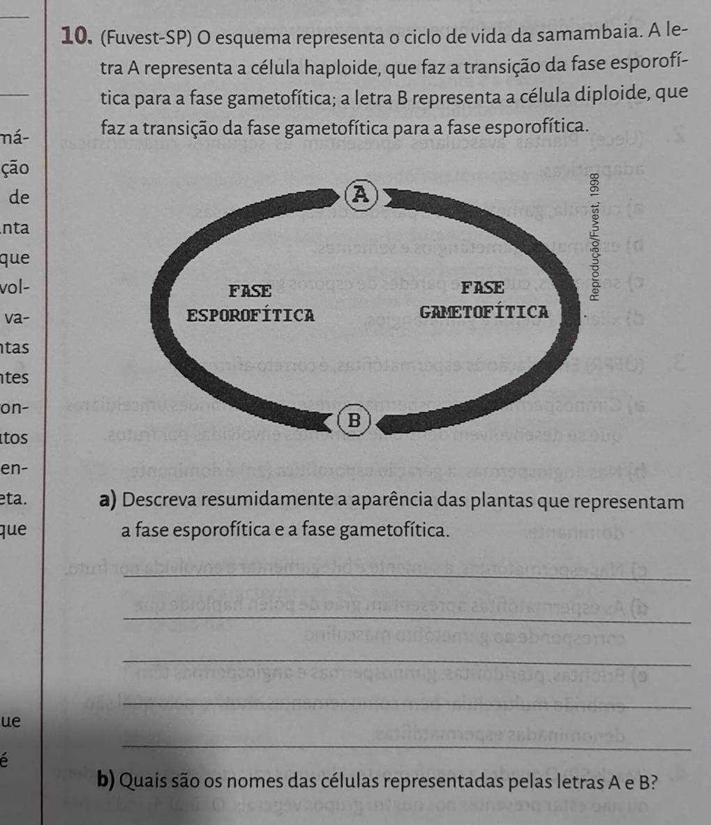 Solved: (Fuvest-SP) O esquema representa o ciclo de vida da samambaia ...