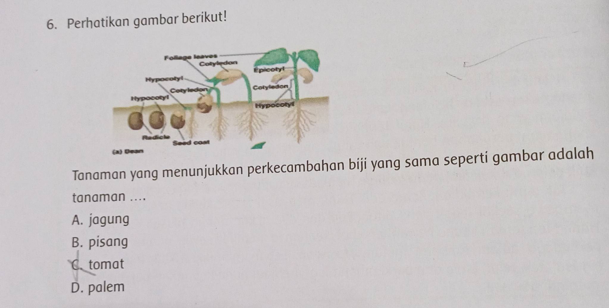 Perhatikan gambar berikut!
Tanaman yang menunjukkan perkecambahan biji yang sama seperti gambar adalah
tanaman ....
A. jagung
B. pisang
C. tomat
D. palem