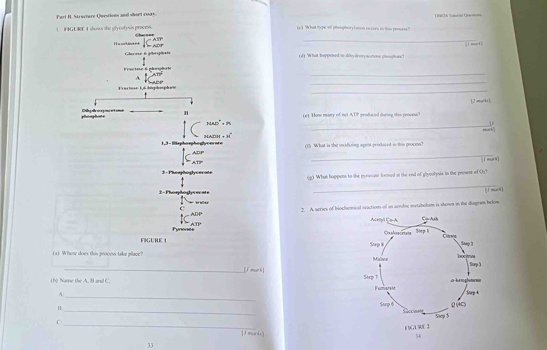 Structure Questions and short essay 
L FIGURE I shows the glycolysis process. (c) What type of phosphorylation occurs in this process? 
Glucose 
Hexokinase downarrow C_(ADP)^(ATP) _[1 mork] 
Glucose 6-phosphate (d) What happened to dihydroxyacetone phosphate? 
Fructose-6-phosphate 
A beginarrayr ATP ADPendarray
_ 
_ 
_ 
Fructose- 1,6 -bisphosphate 
Dihydroxyacetone 
B [2 marks] 
phosphate (e) How many of net ATP produced during this process? 
_ 
NAD²+ Pi U 
mark 
NADH + H
1,3 - Bisphosphoglycerate (f) What is the oxidizing agent produced in this process?
∈t _1^(ADP)
_ 
[1 mark] 
3 -Phosphoglycerate 
(g) What happens to the pyruvate formed at the end of glycolysis in the present of O₂? 
2 - Phosphoglycerate 
_ 
[1 mark] 
water 
C 
2. A series of biochemical reactions of an aerobic metabolism is shown in the diagram below 
ell ADP Acetyl Ço-A Co-Ash 
ATP 
Pyruvate Oxaloacetate Step 1
FIGURE 1 Citrate 
Step 8 Step 2
(a) Where does this process take place? Isocitrate Step 3
Malate 
_[1 mark] 
(b) Name the A, B and C Step 7 α-ketoglutarate 
Fumarate 
_ 
A: Step 4
Step 6 ω (4C) 
_ 
B: 
Succinate Step 5
FIGLRE2 
C:_ [3 marks] 
3 
33