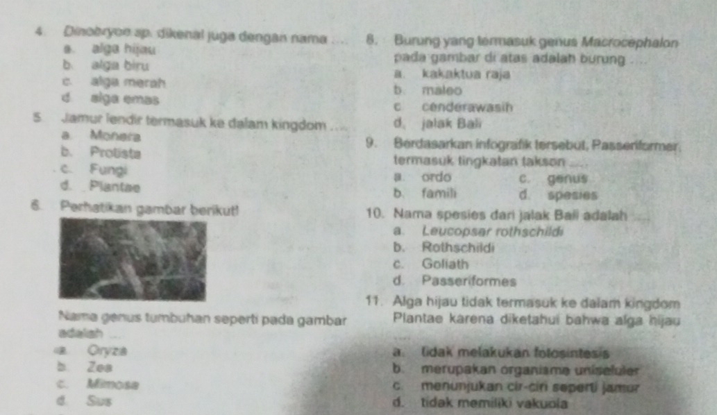 Dinobryoe sp. dikenal juga dengan nama _8. Burung yang termasuk genus Macrocephalon
s. alge hijau pada gambar di atas adalah burung . ..
b alga biru a. kakaktua raja
c. alga merah b maleo
d aiga emas c cenderawasin
5. Jamur lendir termasuk ke đalam kingdom .... d jalak Bali
a Monera 9. Berdasarkan infografik tersebut, Passeriformer.
b. Prolista termasuk tingkatan takson_
c. Fungi
a ordo c. genus
d. Plantae b. famili d. spesies
6. Perhatikan gambar berikut! 10. Nama spesies dari jalak Baii adalah
a. Leucopsar rothschild
b. Rothschildi
c. Goliath
d. Passeriformes
11. Alga hijau tidak termasuk ke dalam kingdom
Nama genus tumbuhan sepertí pada gambar Plantae karena dikeṭahui bahwa alga hijau
adalish_
Oryza a lidak melakukan folosintesis
b Zes b. merupakan organisme uniseluler
c. Mimosa c. menunjukan cir-ciri seperti jamur
d. Sus d. tidak memiliki vakuoia