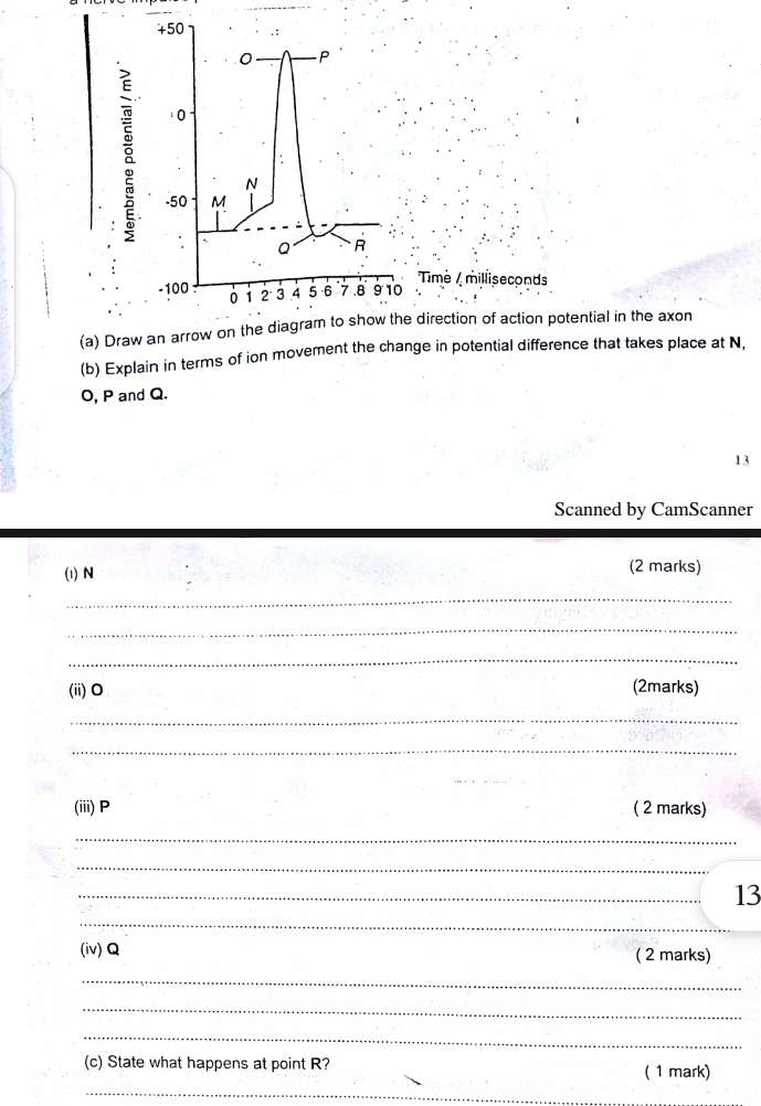 ime / milliseconds 
(a) Draw an arrow on the diagram to show the direction of action potential in the axon 
(b) Explain in terms of ion movement the change in potential difference that takes place at N,
O, P and Q. 
13 
Scanned by CamScanner 
(i) N (2 marks) 
_ 
_ 
_ 
(ii) O (2marks) 
_ 
_ 
_ 
(iii) P ( 2 marks) 
_ 
_ 
_13 
_ 
(iv) Q ( 2 marks) 
_ 
_ 
_ 
(c) State what happens at point R? ( 1 mark) 
_