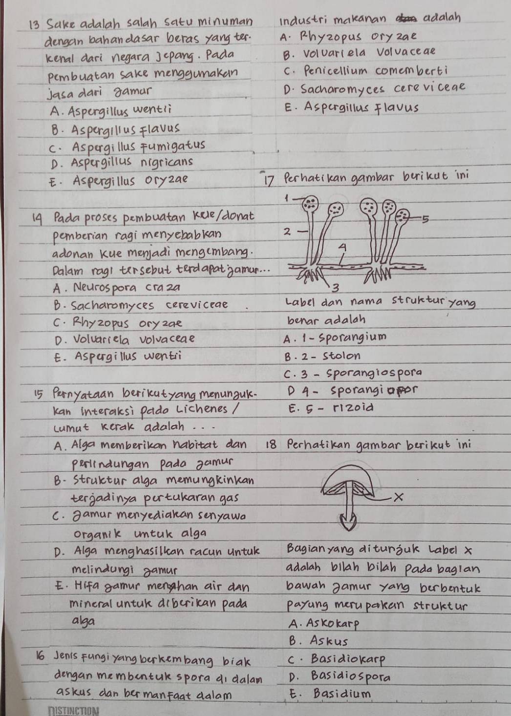 Sake adalah salah satu minuman industri makanan adalah
dengan bahandasar beras yang ter. A. Phyzopus oryzae
kenal dari negara jepang. Pada B. voluariela voluaceae
pembuatan sake menggumakan C. Penicellium comemberti
jasa dari gamar D. Sacharomyces cere vicege
A. Aspergillus wentii
E. Aspergillus flavus
B. Aspergillus Flavus
C. Aspergillus Fumigatus
D. Aspergillus nigricans
E. Aspergillus oryzae 17 Perhatikan gambar berikut ini
1
14 Pada proses pembuatan kele/ donat
5
pemberian ragi menyebabkan
2
adonan kue menjadi meng(mbang.
4
Dalam ragi tersebut terdapatgamur. . .
A. Neurospora craza 3
B. Sacharomyces cereviceae Label dan nama strukturyang
C. Phyzopus oryzae benar adalah
D. Voluariela volvaceae A. 1- sporangium
E. Aspergillus wentii B. 2- Stolon
C. 3 - sporangiospora
15 Pernyataan berikutyang menunaak. D 4- sporangiaor
kan interaksi pado Lichenes / E. 5- [12oid
cumut kerak adalah. . .
A. Alga memberikan habitat dan 18 Perhatikan gambar berikut ini
perlindungan Pada gamur
B. Struktur alga memungkinkan
tergadinya portukaran gas X
C. gamur menyediakan senyawa
organik untak alga
D. Alga menghasillcan racun untak Bagianyang diturjuk Label x
melindungi gamun
adalah bllah bilah Pada bagian
E. Hifa gamur menhan air dan bawah gamur yang berbentuk
mineral untuk diberikcan pada payung merupakan struktur
alga A. Askokarp
B. Askus
16 Jenis Fungiyang berkembang biak C. Basidiokarp
dengan membentuk spora di dalam D. Basidiospora
askus dan ber manfaat dalam E. Basidium