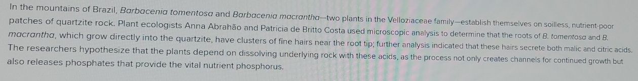 In the mountains of Brazil, Barbacenia tomentosα and Barbacenia mαcrantha—two plants in the Velloziaceae family—establish themselves on soilless, nutrient-poor 
patches of quartzite rock. Plant ecologists Anna Abrahão and Patricia de Britto Costa used microscopic analysis to determine that the roots of B. tomentosd and B. 
macranthd, which grow directly into the quartzite, have clusters of fine hairs near the root tip; further analysis indicated that these hairs secrete both malic and citric acids. 
The researchers hypothesize that the plants depend on dissolving underlying rock with these acids, as the process not only creates channels for continued growth but 
also releases phosphates that provide the vital nutrient phosphorus.