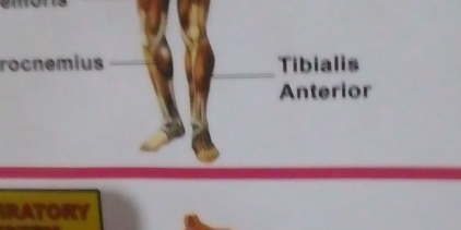 rocnemius Tibialis
Anterior
IRATORY