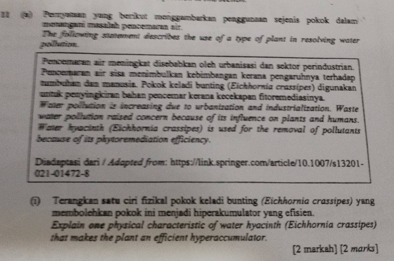 Peryatan yong berikut menggambarkan penggunaan sejenis pokok dalam 
menangani mssalah pencemaran air. 
The following statement describes the use of a type of plant in resolving water 
pollution 
Penoomaran air meningkat disebabkan oleh urbanisasi dan sektor perindustrian. 
Pencemaran air sisa menimbulkan kebimbangan kerana pengaruhnya terhadap 
tumbühan den manusia. Pokok keladi bunting (Eichhornia crassipes) digunakan 
untuk penyingkiran bahan pencemar kerana kecekapan fitoremediasinya. 
Water pollution is increasing due to urbanization and industrialization. Waste 
water pollution raised concern because of its influence on plants and humans. 
Water hyacinth (Eichhornia crassipes) is used for the removal of pollutants 
because of its phytoremediation efficiency. 
Diadaptasi dari / Adopted from: https://link.springer.com/article/10.1007/s13201- 
021-01472-8 
(1) Terangkan satu ciri fizikal pokok keladi bunting (Eichhornia crassipes) yang 
membolehkan pokok ini menjadi hiperakumulator yang efisien. 
Explain one physical characteristic of water hyacinth (Eichhornia crassipes) 
that makes the plant an efficient hyperaccumulator. 
[2 markah] [2 marks]