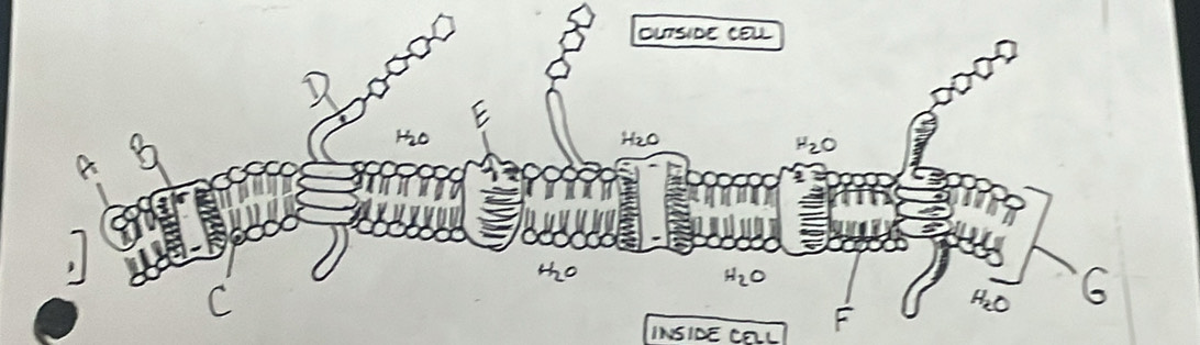 INSIDE CELL