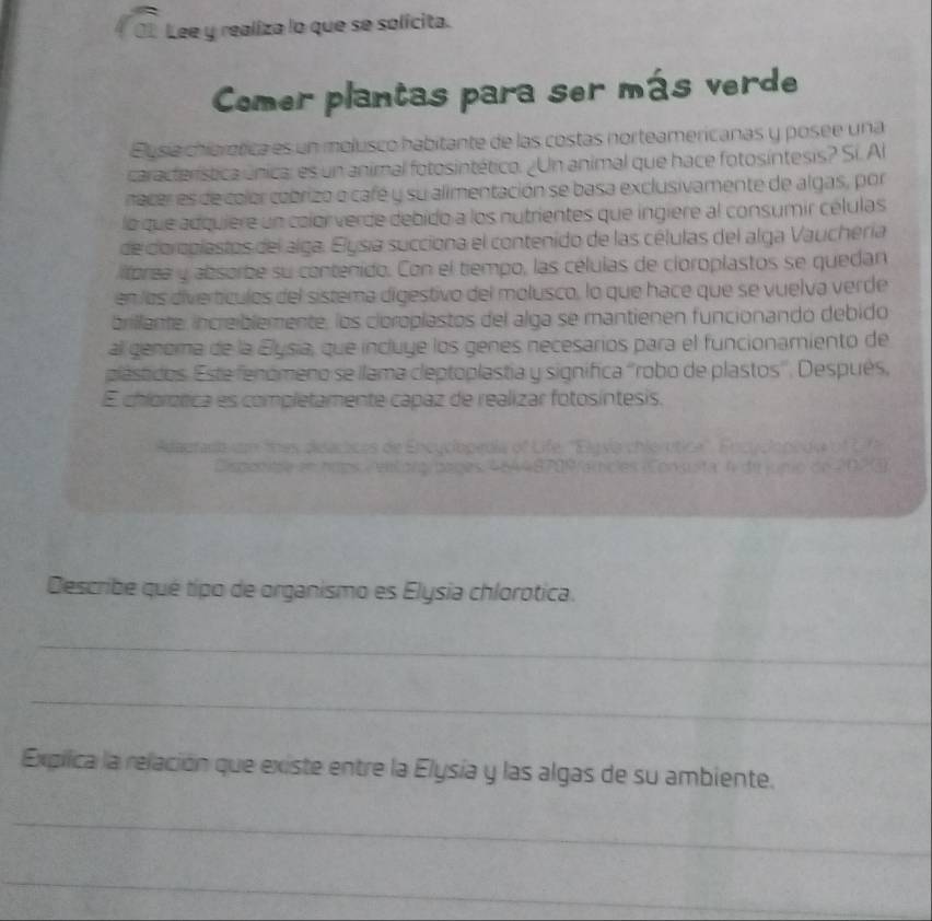 Lee y realiza lo que se solícita. 
Comer plantas para ser más verde 
Elysía chíorótica es un molusco habitante de las costas norteamericanas y posee una 
característica única: es un animal fotosintético. ¿Un animal que hace fotosintesis? Si. Al 
nacer es de color cobrizo o café y su alimentación se basa exclusivamente de algas, por 
la que adquiere un color verde debido a los nutrientes que ingiere al consumir células 
de doropiastos del alga. Elysia succiona el contenido de las células del alga Vauchería 
torea y absorbe su contenido. Con el tiempo, las células de cloroplastos se quedan 
en las divertículos del sistema digestivo del molusco, lo que hace que se vuelva verde 
brillante, increiblemente, los cloroplastos del alga se mantienen funcionando debido 
al genoma de la Elysia, que incluye los genes necesarios para el funcionamiento de 
plásticos. Este fenómeno se llama cleptoplastía y signífica ''robo de plastos'', Después, 
E chlorztica es completamente capaz de realizar fotosíntesis. 
whct 

09 
Describe qué tipo de organismo es Elysia chlorotica. 
_ 
_ 
Expilica la relación que existe entre la Elysía y las algas de su ambiente. 
_ 
_