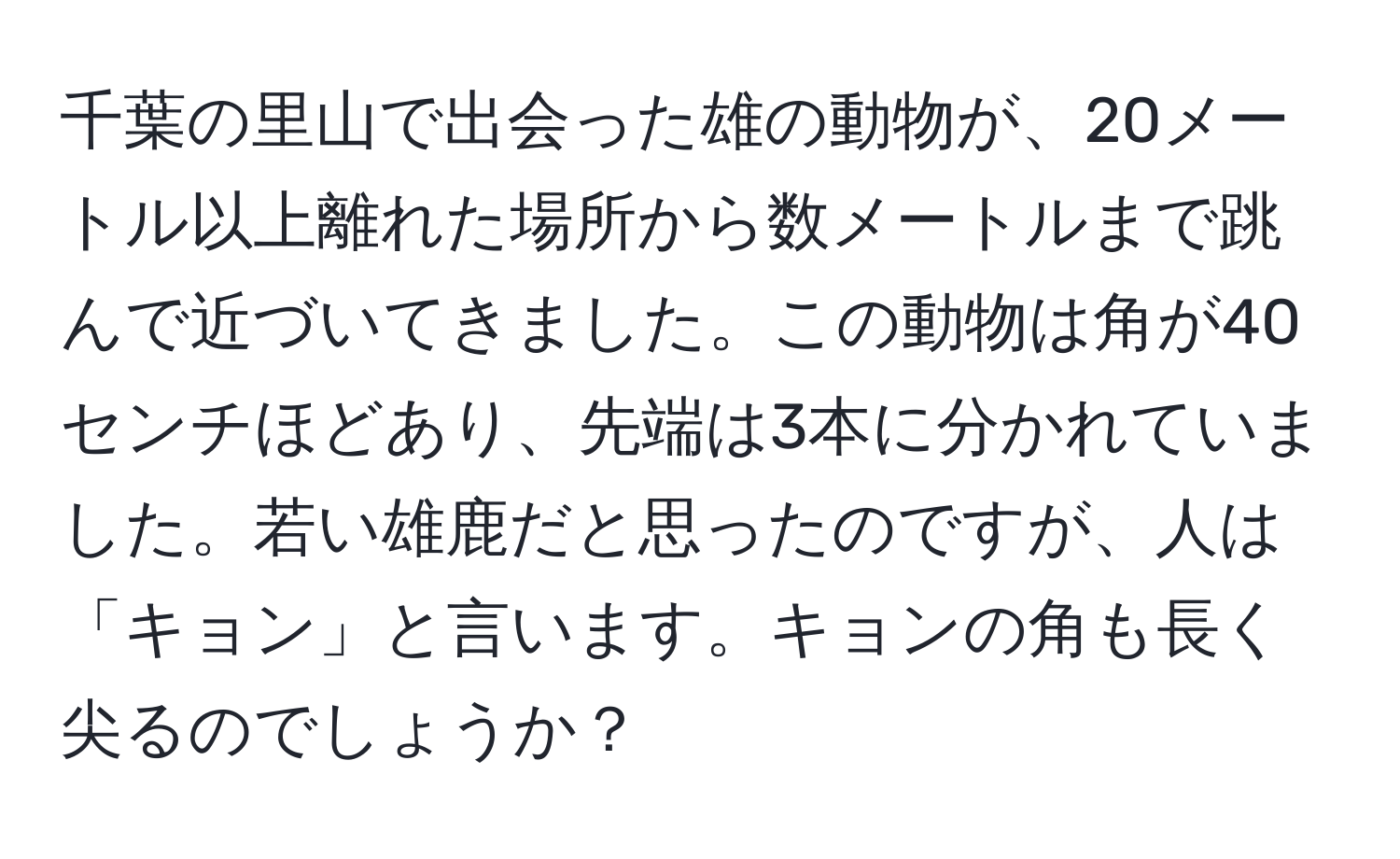 千葉の里山で出会った雄の動物が、20メートル以上離れた場所から数メートルまで跳んで近づいてきました。この動物は角が40センチほどあり、先端は3本に分かれていました。若い雄鹿だと思ったのですが、人は「キョン」と言います。キョンの角も長く尖るのでしょうか？