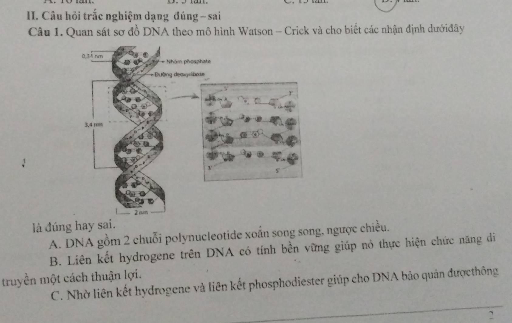 Câu hỏi trắc nghiệm dạng đúng - sai
Câu 1. Quan sát sơ đồ DNA theo mô hình Watson - Crick và cho biết các nhận định dướiđây
là đúng hay sai.
A. DNA gồm 2 chuỗi polynucleotide xoắn song song, ngược chiều.
B. Liên kết hydrogene trên DNA có tính bền vững giúp nó thực hiện chức năng di
truyền một cách thuận lợi.
C. Nhờ liên kết hydrogene và liên kết phosphodiester giúp cho DNA bảo quản đượcthông
2