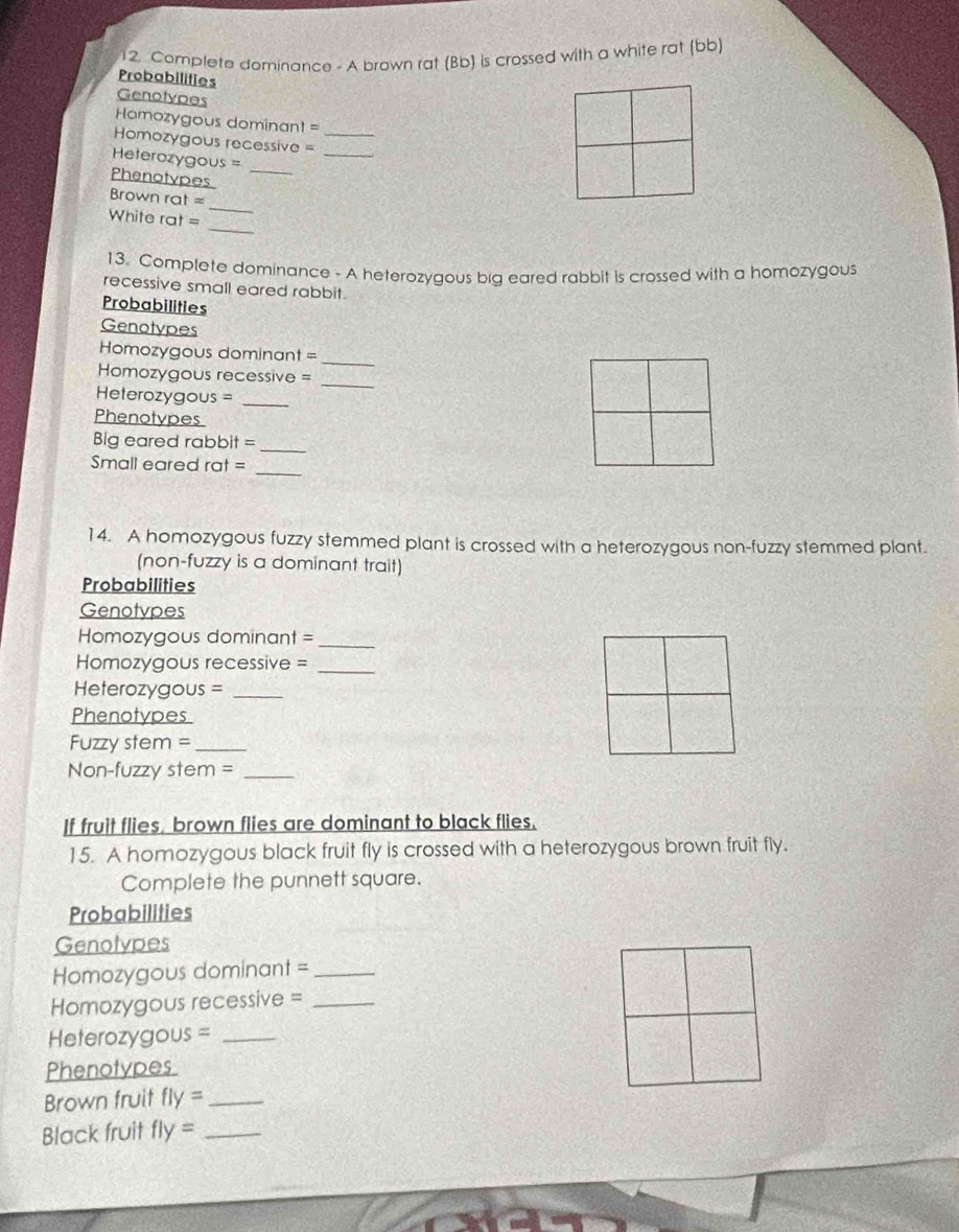Complete dominance - A brown rat (Bb) is crossed with a white rat (bb) 
Probabilities 
Genotypes 
_ 
Homozygous dominant = 
_ 
Homozygous recessive = 
_ 
Heterozygous = 
Phenotypes 
_ 
Brown rat = 
_ 
White rat = 
13. Complete dominance - A heterozygous big eared rabbit is crossed with a homozygous 
recessive small eared rabbit . 
Probabilities 
Genotypes 
_ 
Homozygous dominant = 
Homozygous recessive =_ 
Heterozygous =_ 
Phenotypes 
Big eared rabbit =_ 
_ 
Small eared rat = 
14. A homozygous fuzzy stemmed plant is crossed with a heterozygous non-fuzzy stemmed plant. 
(non-fuzzy is a dominant trait) 
Probabilities 
Genotypes 
Homozygous dominant ∠ _ 
Homozygous recessive =_ 
Heterozygous = _ 
Phenotypes 
Fuzzy stem =_ 
Non-fuzzy stem =_ 
If fruit flies, brown flies are dominant to black flies. 
15. A homozygous black fruit fly is crossed with a heterozygous brown fruit fly. 
Complete the punnett square. 
Probabilities 
Genotypes 
Homozygous dominant =_ 
Homozygous recessive =_ 
Heterozygous =_ 
Phenotypes 
Brown fruit fly= _ 
Black fruit fly= _