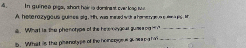 In guinea pigs, short hair is dominant over long hair. 
A heterozygous guinea pig, Hh, was mated with a homozygous guinea pig, hh. 
a. What is the phenotype of the heterozygous guinea pig Hh?_ 
b. What is the phenotype of the homozygous guinea pig hh?_