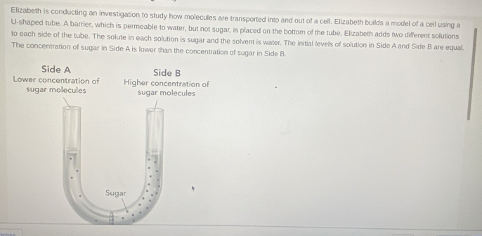 Elizabeth is conducting an investigation to study how molecules are transported into and out of a cell. Elizabeth builds a model of a cell using a 
U-shaped tube. A barrier, which is permeable to water, but not sugar, is placed on the bottom of the tube. Elizabeth adds two different solutions 
to each side of the tube. The solute in each solution is sugar and the solvent is water. The initial levels of solution in Side A and Side B are equal. 
The concentration of sugar in Side A is lower than the concentration of sugar in Side B.