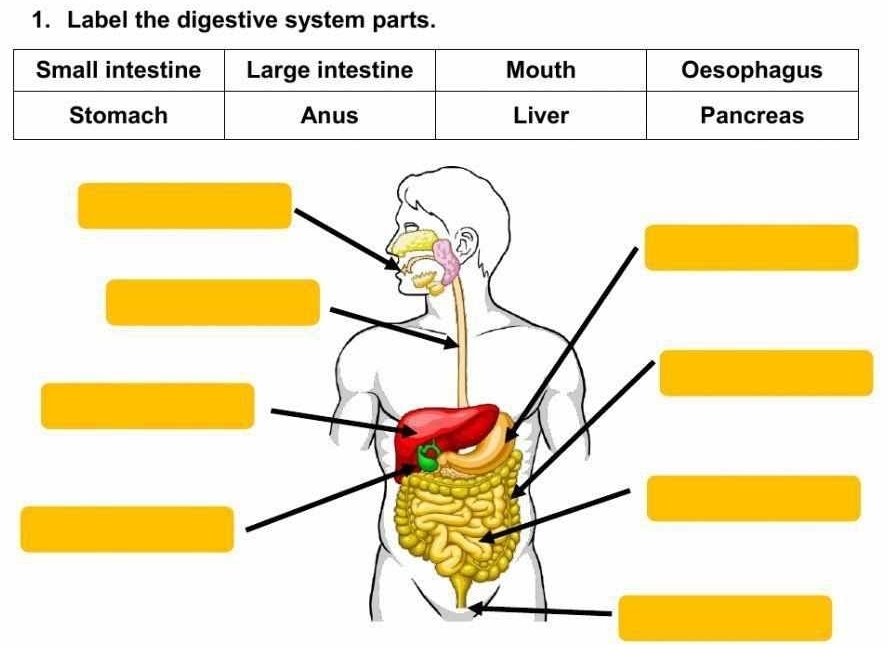 Label the digestive system parts.