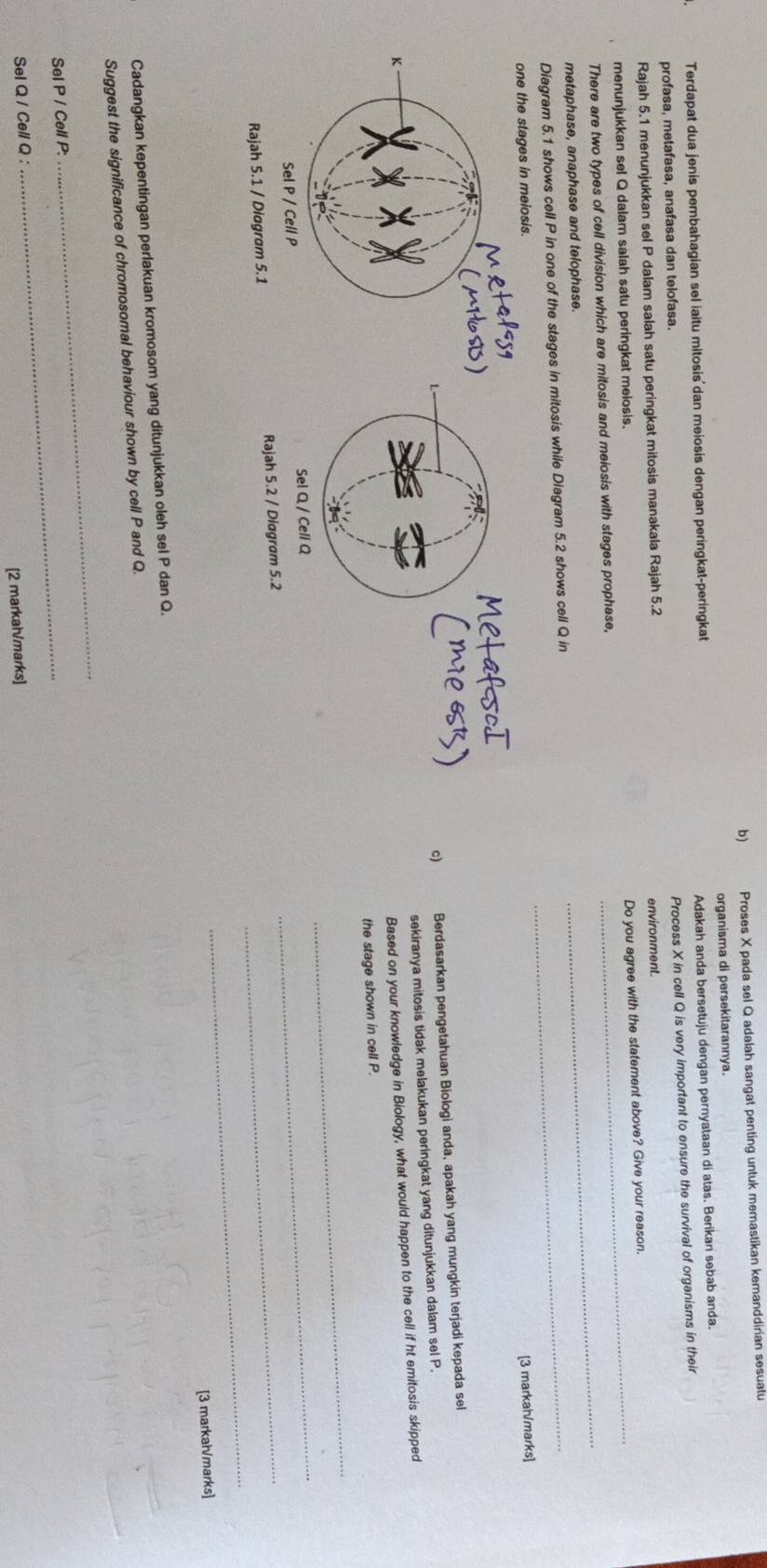 Proses X pada sel Q adalah sangat penting untuk memastikan kemanddirian sesuatu 
organisma di persekitarannya. 
Terdapat dua jenis pembahagian sel iaitu mitosis dan meiosis dengan peringkat-peringkat 
profasa, metafasa, anafasa dan teiofasa. Adakah anda bersetuju dengan pernyataan di atas. Berikan sebab anda. 
Rajah 5.1 menunjukkan sel P dalam salah satu peringkat mitosis manakala Rajah 5.2 Process X in cell Q is very important to ensure the survival of organisms in their 
environment. 
menunjukkan sel Q dalam salah satu peringkat meiosis. 
_ 
There are two types of cell division which are mitosis and meiosis with stages prophase, Do you agree with the statement above? Give your reason. 
metaphase, anaphase and telophase. 
Diagram 5.1 shows cell P in one of the stages in mitosis while Diagram 5.2 shows cell Q in_ 
in meiosis. 
[3 markah/marks] 
c) Berdasarkan pengetahuan Biologi anda, apakah yang mungkin terjadi kepada sel 
sekiranya mitosis tidak melakukan peringkat yang ditunjukkan dalam sel P. 
Based on your knowledge in Biology, what would happen to the cell if ht emitosis skipped 
the stage shown in cell P. 
_ 
_ 
_ 
Rajah 5.2 / Diagram 5.2_ 
[3 markah/marks] 
Cadangkan kepentingan perlakuan kromosom yang ditunjukkan oleh sel P dan Q. 
Suggest the significance of chromosomal behaviour shown by cell P and Q. 
_ 
Sel P / Cell P : 
_ 
Sel Q / Cell Q : 
[2 markai√marks]