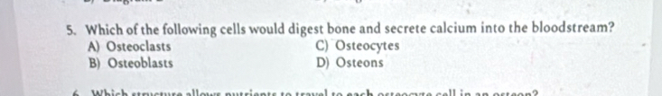 Which of the following cells would digest bone and secrete calcium into the bloodstream?
A) Osteoclasts C) Osteocytes
B) Osteoblasts D) Osteons