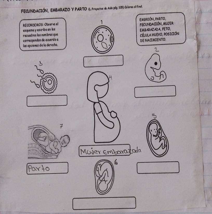 FECUNDACIÓN, EMBARAZO Y PARTO (L Proyectas de Aula póg. 129) Co lorea al final. 
RECORDEMOS: Observa el EMbRIóN, PArTo, 
esquema y escribe en losfecunDAcIóN, MUjEr 
recuadros los nombres queEMBARAZADA. FETO, 
correspondan de acuerdo aCéLULa HUeVo, POSición 
DE NACIMIENTO. 
las opciones de la derecha. 
To