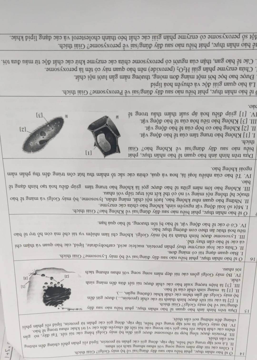 14 Ở tể bào nhân thực, phát biểu nào sau đây đúng/sai về bộ máy Golgi? Giải thích.
I. Gồm các túi dẹp nằm song song với nhau nhưng tách rời nhau.
II. Là nơi tập trung chế biển, lập ráp, đóng gói các phân tử protein, lipid rồi phân phối chúng đến những
nơi cần thiết.
II. Protein được tổng hợp từ ribosome được gửi đến bô máy Golgi bằng các túi tiết. Tại đây, nó gắn
thêm các chất khác rồi bao gói vào trong các túi tiết để chuyển đến các vị trí khác nhau trong tế bào.
IV. Bộ máy Golgi là nơi tập trung chế biển, lắp ráp, đóng gói các phân từ protein, lipid rồi phân phối
chúng đến những nơi cần thiết.
15 Dựa trên hình ảnh bào quan tế bào nhân thực, phát biểu nào sau đây 
đúng/sai về bộ máy Golgi? Giải thích.
I. [2] là các túi tiết được hình thành từ các chất (protein,...) được gửi đến
bộ máy Golgi đề gắn thêm các chất khác (đường ngắn, ...).
II. [1] là màng sinh chất của tế bào.
III. [3] là hiện tượng xuất bào các chất được túi tiết đứa đến màng sinh
chất.
IV. Bộ máy Golgi gồm các túi dẹp nằm song song với nhau nhưng tách
rời nhau.
16  Ở tế bào nhân thực, phát biểu nào sau đây đúng/sai về bộ máy Lysosome? Giải thích.
I. Bào quan dạng túi có màng đơn.
II. Chứa các loại enzyme thuỷ phân protein, nucleic acid, carbohydrate, lipid, các bào quan và thậm chí
cả các tế bào cần thay thế.
III. Lysosome được hình thành từ bộ máy Golgi. không chỉ làm nhiệm vụ tái chế mà còn hỗ trợ tế bào
tiêu hoá thức ăn theo con đường thực bào.
IV. Có ở các tế bào động vật, tể bào bị tồn thương, tế bào quá hạn.
Ở tế bào nhân thực, phát biểu nào sau đây đúng/sai về Không bảo? Giải thích.
I. Một số loài động vật nguyên sinh, không bào chứa các enzyme.
II. Những bào quan như không bào, lưới nội chất, màng nhân, lysosome, bộ máy Golgi và màng tế bào
thuộc hệ thống nội màng vì nó có thể kết nối trực tiếp với nhau.
III. Không bào lớn nằm giữa tế bào được gọi là không bào trung tâm giúp điều hoà tạo hình dạng tế
bào.
IV. Tế bào của nhiều loại lá, hoa và quả, chứa các sắc tố nhằm thu hút côn trùng đến thụ phần nằm
ngoài không bào.
Dựa trên hình ảnh bào quan tế bào nhân thực, phát
[1]
biểu nào sau đây đúng/sai về Không bào? Giải
thích.
I. [1] Không bào trung tâm của tế bào động vật.
II. [2] Không bào co bóp của tế bào động vật. 
III. [3] Không bào tiêu hóa của tế bào động vật. 
IV. [1] giúp điều hoà áp suất thầm thấu trong tế (2)
bào.
Ở tế bào nhân thực, phát biểu nào sau đây đúng/sai về Peroxysome? Giải thích.
Là bào quan giải độc và chuyền hoá lipid
Được bao bọc bởi một màng đơn mỏng, thường nằm gần lưới nội chất.
'. Chứa enzyme phân giải H_2O_2 (peroxide) nên bào quan này có tên là peroxysome.
T. Các tế bào gan, thận của người có peroxysome chứa các enzyme khử các chất độc từ máu đưa tới.
bể bào nhân thực, phát biểu nào sau đây đúng/sai về peroxysome? Giải thích.
Một số peroxysome có enzyme phân giải các chất béo thành cholesterol và các dạng lipid khác.