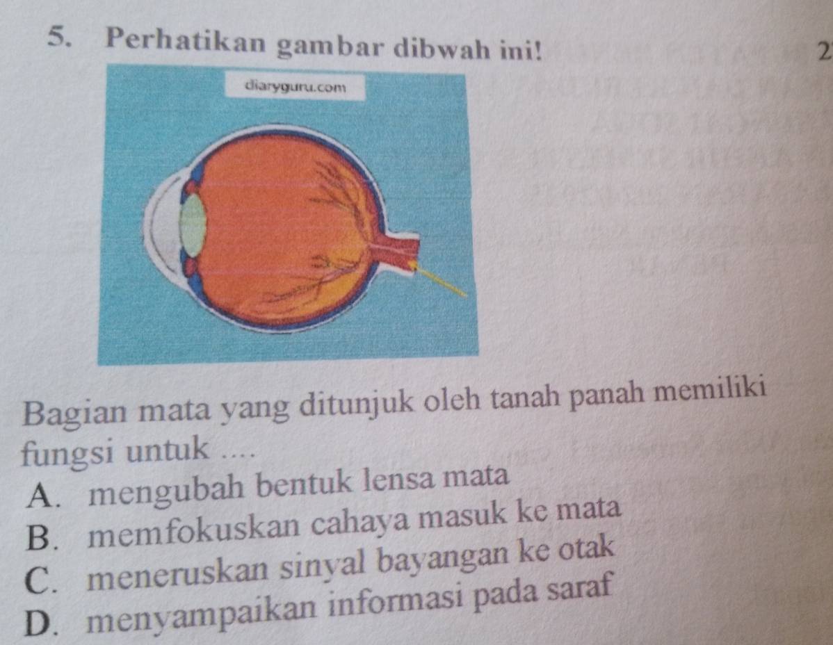 Perhatikan gambar dibwah ini! 2
Bagian mata yang ditunjuk oleh tanah panah memiliki
fungsi untuk ....
A. mengubah bentuk lensa mata
B. memfokuskan cahaya masuk ke mata
C. meneruskan sinyal bayangan ke otak
D. menyampaikan informasi pada saraf