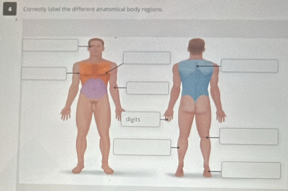 Correctly label the different anatomical body regions.