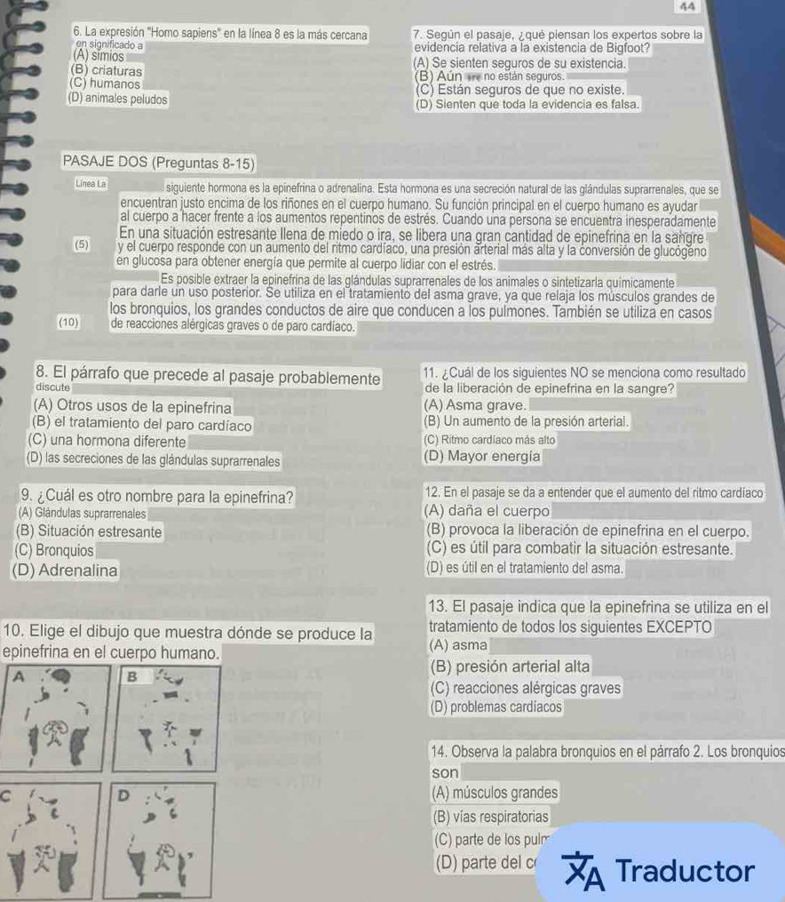 44
6. La expresión 'Homo sapiens' en la línea 8 es la más cercana 7. Según el pasaje, , qué piensan los expertos sobre la
en significado a evidencia relativa a la existencia de Bigfoot?
(A) simios
(B) criaturas (A) Se sienten seguros de su existencia.
(C) humanos (B) Aún v no están seguros.
(D) animales peludos (C) Están seguros de que no existe.
(D) Sienten que toda la evidencia es falsa.
PASAJE DOS (Preguntas 8-15)
Línea La El siguiente hormona es la epinefrina o adrenalina. Esta hormona es una secreción natural de las glándulas suprarrenales, que se
encuentran justo encima de los riñones en el cuerpo humano. Su función principal en el cuerpo humano es ayudar
al cuerpo a hacer frente a los aumentos repentinos de estrés. Cuando una persona se encuentra inesperadamente
En una situación estresante Ilena de miedo o ira, se libera una gran cantidad de epinefrina en la sangre
(5) y el cuerpo responde con un aumento del ritmo cardíaco, una presión arterial más alta y la conversión de glucógeno
en glucosa para obtener energía que permite al cuerpo lidiar con el estrés.
Es posible extraer la epinefrina de las glándulas suprarrenales de los animales o sintetizarla quimicamente
para darle un uso posterior. Se utiliza en el tratamiento del asma grave, ya que relaja los músculos grandes de
los bronquios, los grandes conductos de aire que conducen a los pulmones. También se utiliza en casos
(10) de reacciones alérgicas graves o de paro cardíaco.
8. El párrafo que precede al pasaje probablemente 11. ¿Cuál de los siguientes NO se menciona como resultado
discute de la liberación de epinefrina en la sangre?
(A) Otros usos de la epinefrina (A) Asma grave.
(B) el tratamiento del paro cardíaco (B) Un aumento de la presión arterial.
(C) una hormona diferente (C) Ritmo cardiaco más alto
(D) las secreciones de las glándulas suprarrenales (D) Mayor energia
9. ¿Cuál es otro nombre para la epinefrina? 12. En el pasaje se da a entender que el aumento del ritmo cardíaco
(A) Glándulas suprarrenales (A) daña el cuerpo
(B) Situación estresante (B) provoca la liberación de epinefrina en el cuerpo.
(C) Bronquios (C) es útil para combatir la situación estresante.
(D) Adrenalina (D) es útil en el tratamiento del asma.
13. El pasaje indica que la epinefrina se utiliza en el
10. Elige el dibujo que muestra dónde se produce la tratamiento de todos los siguientes EXCEPTO
epinefrina en el cuerpo humano. (A) asma
A
(B) presión arterial alta
B
(C) reacciones alérgicas graves
(D) problemas cardíacos
14. Observa la palabra bronquios en el párrafo 2. Los bronquios
son
C
D (A) músculos grandes
(B) vias respiratorias
(C) parte de los pulr
(D) parte del c overline XA Traductor