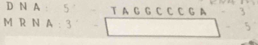 N A： 5 ° T A G G C C C G A 
M R N A : 3°