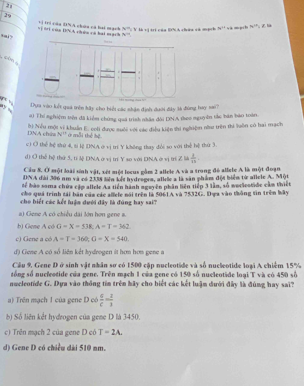 21
29
vị trí của DNA chứa cã hai mạch N^(15); Y là vị trí của DNA chứa cã mạch N^(14)va mạch N^(15); Z là
vị trí của DNA chứa cả hai mạch N^(14)
sai?
còn ở
ực v
Dựa vào kết quả trên hãy cho biết các nhận định dưới đây là đúng hay sai?
ay sa
a) Thí nghiệm trên đã kiểm chứng quá trinh nhân đôi DNA theo nguyên tắc bán bảo toàn.
b) Nếu một vi khuẩn E. coli được nuôi với các điều kiện thí nghiệm như trên thì luôn có hai mạch
DNA chứa N^(15) ở mỗi thế hệ.
c) Ở thể hệ thứ 4, tỉ lệ DNA ở vị trí Y không thay dổi so với thế hệ thứ 3.
d) Ở thể hệ thứ 5, tỉ lệ DNA ở vị trí Y so với DNA ở vị trí Z là  2/15 ,
Câu 8. Ở một loài sinh vật, xét một locus gồm 2 allele A và a trong đó allele A là một đoạn
DNA dài 306 nm và có 2338 liên kết hydrogen, allele a là sản phẩm đột biến từ allele A. Một
tế bào soma chứa cặp allele Aa tiến hành nguyên phân liên tiếp 3 lần, số nucleotide cần thiết
cho quá trình tái bān của các allele nói trên là 5061A và 7532G. Dựa vào thông tin trên hãy
cho biết các kết luận dưới đây là đúng hay sai?
a) Gene A có chiều dài lớn hơn gene a.
b) Gene A có G=X=538;A=T=362.
c) Gene a có A=T=360;G=X=540.
d) Gene A có số liên kết hydrogen ít hơn hơn gene a
Câu 9. Gene D ở sinh vật nhân sơ có 1500 cặp nucleotide và số nucleotide loại A chiếm 15%
tổng số nucleotide của gene. Trên mạch 1 của gene có 150 số nucleotide loại T và có 450 số
nucleotide G. Dựa vào thông tin trên hãy cho biết các kết luận dưới đây là đúng hay sai?
a) Trên mạch 1 của gene D có  G/C = 2/3 
b) Số liên kết hydrogen của gene D là 3450.
c) Trên mạch 2 của gene D có T=2A.
d) Gene D có chiều dài 510 nm.